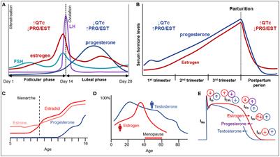 Sex-related differences in incidence, phenotype and risk of sudden cardiac death in inherited arrhythmia syndromes